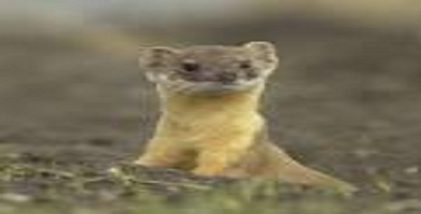 weasel (image)